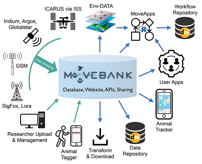 A representation of the data flow of Movebank coming in from live streams, being processed by Movebank, anad then utilized in various ways.