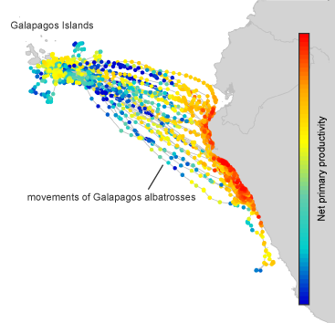 Example image of 8-day ocean net primary productivity annotated to tracks of Galapagos albatrosses.