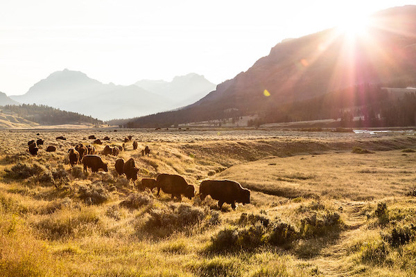 photo of bison in Yellowstone National Park at sunrise