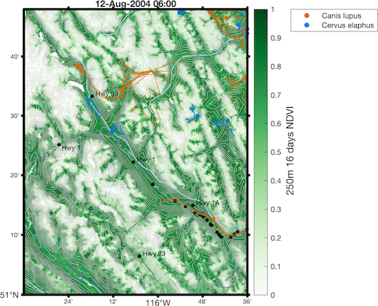 frame from animation of road-wildlife interactions