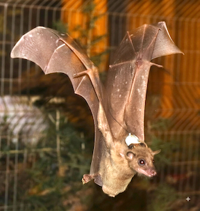 photo of bat with tag