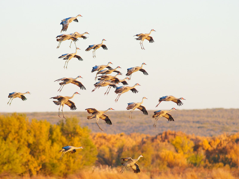 Flying sandhill cranes. Photo by Tara Tanaka/Audubon Photography Awards