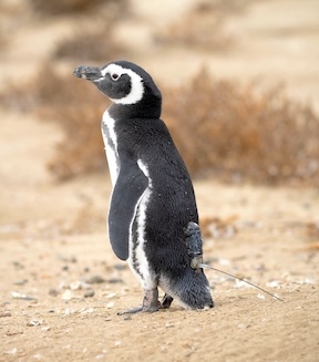 photo of Megallanic penguin with tag