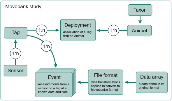 Movebank study flow chart. Senser through 1:n to Tag through 1:n to either Deployment or Event. Taxon goes to Animal which goes through 1:n to Deployment. Data array goes to File format which goes to Event.