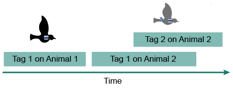Illustration of tag deployments over time. Tag one starts on animal one and is switched to animal 2 before tag 2 is added to animal 2. These last two deployments overlap.