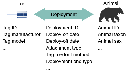 Data model Reference data illustration. Tag information is on the left including Tag ID, manufacturer, and model. Animal is on the right with Animal ID, taxon, and sex. Deployment is in the middle with Deployment ID, Deploy-on date, Deploy-off date, Attachment type, Tag readout method, Deployment end type.