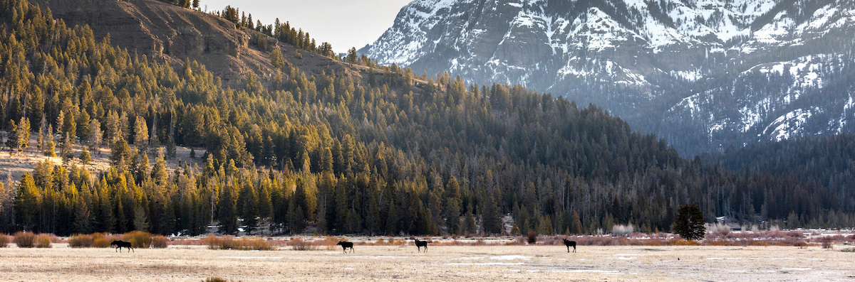 Moose at Yellowstone National Park
