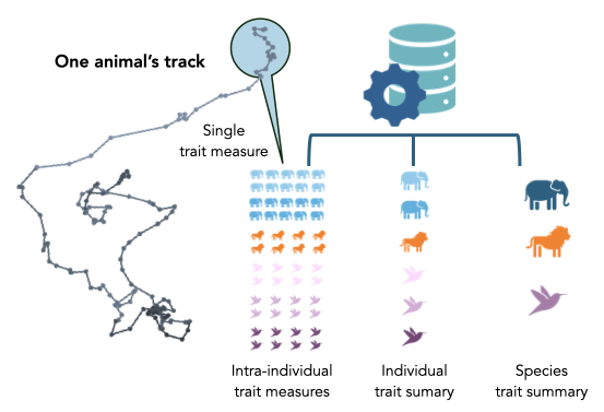 levels at which trait metrics are calculated by MoveTraits