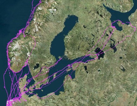 GPS tracks of Eurasian oystercatchers