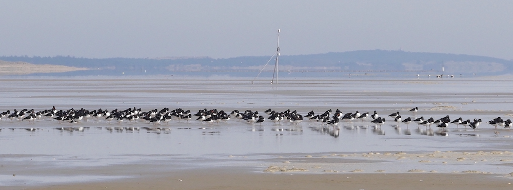 oystercatchers with GPS receiver