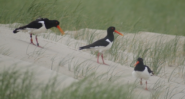 oystercatchers on the beach